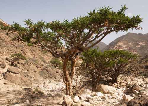 Image result for frankincense tree