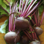 Photo of a bunch of dark red beetroots
