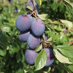 Photo of Valor prunes on a tree