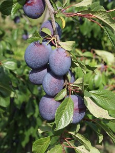 Photo of Valor prunes on a tree