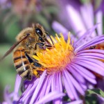 European honey bee