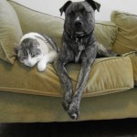 Photo of a dog and a cat