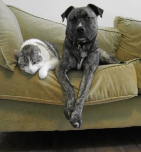 Photo of a dog and a cat