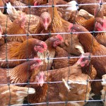 Photo of caged chickens