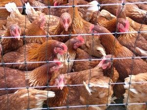 Photo of caged chickens