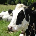 Dairy cow