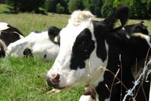 Dairy cow