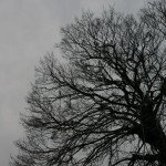 Photo of trees in winter