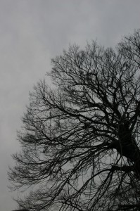Photo of trees in winter