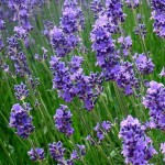 Lavender flowers