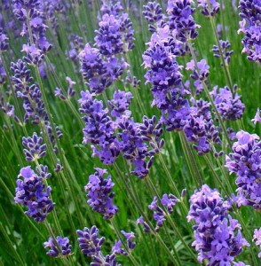 Lavender flowers