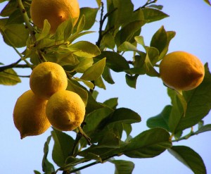 Lemons growing on a tree