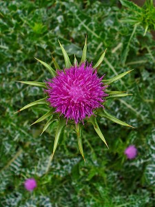 Photo of milk thistle