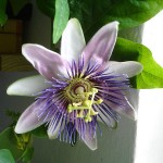 Photo of Passiflora incarnaa