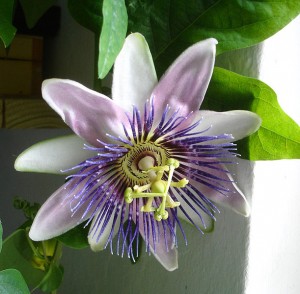 Photo of Passiflora incarnaa