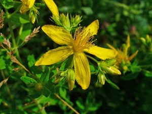 Photo of Hypericum perforatum