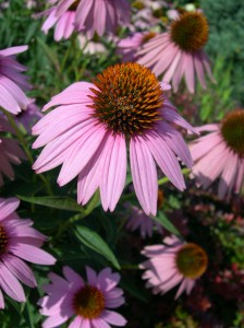 A photo of the echinacea plant