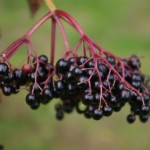 Photo of ripe elderberries