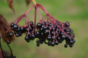 Photo of ripe elderberries