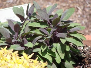 Photo of a sage plant