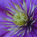 Close up image of clematis flower