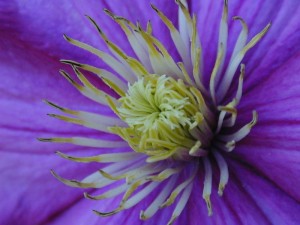 Close up image of clematis flower