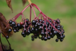 Photo of elderberries