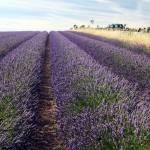 Lavender in the field