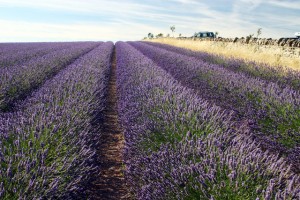 Lavender in the field