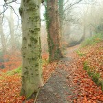 Photo of late autumn mist