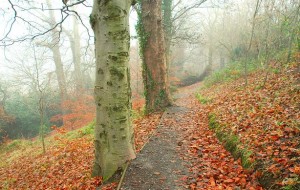 Photo of late autumn mist