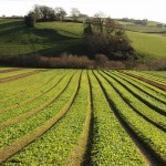Photo of an organic farm in the UK