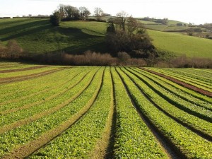 Photo of an organic farm in the UK