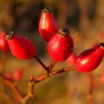 Photo of rosehips