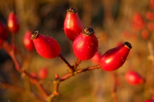 Photo of rosehips