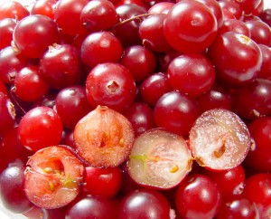 Photo of cranberries