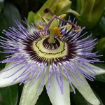 Photo of passion flower
