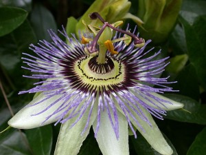 Photo of passion flower