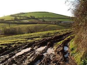 Photo of an organic farm