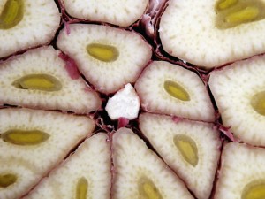 Close up photo of garlic clove