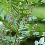 Photo of Glycyrrhiza glabra plant