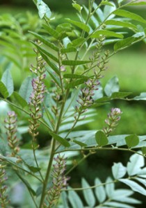 Photo of Glycyrrhiza glabra plant