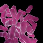 Close up photo of lactobacillus bacteria