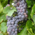 Photo of grapes on the vine