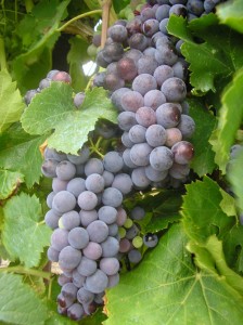 Photo of grapes on the vine