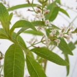 Photo of lemon verbena