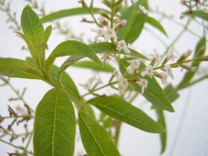 Photo of lemon verbena