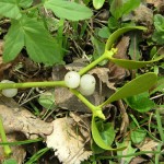 Photo of mistletoe