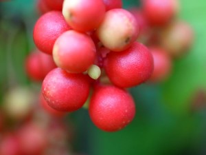 Photo of schizandra berries