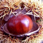 Photo of a sweet chestnut
